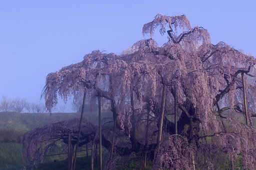 幻霧滝桜