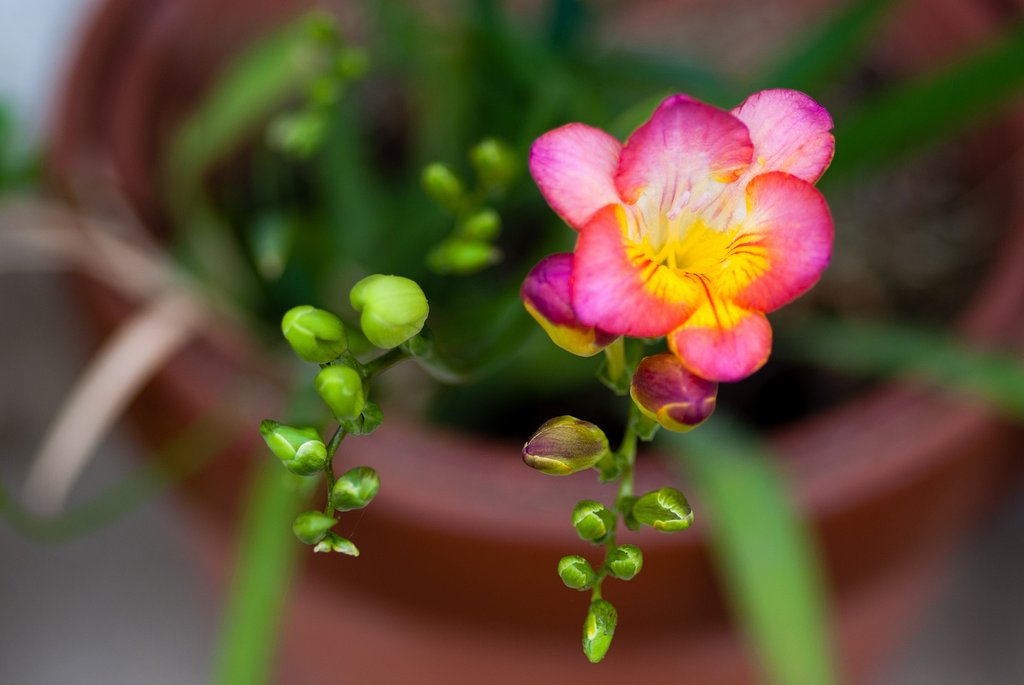 フリージアが開花しました。