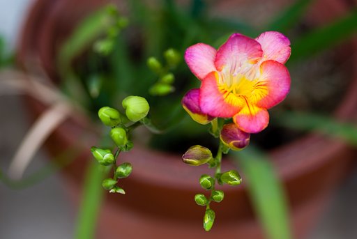 フリージアが開花しました。