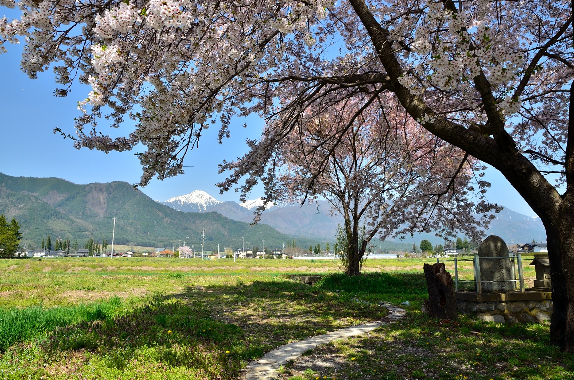 桜の木陰から