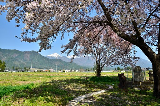 桜の木陰から