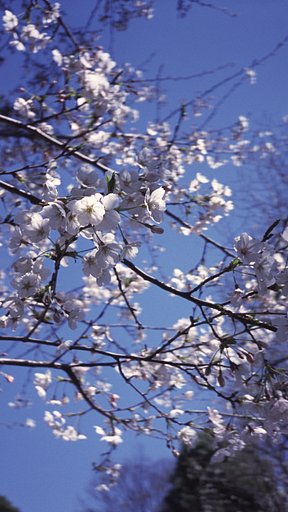 2012年の千鳥が淵〜もう一枚、フィルムにて