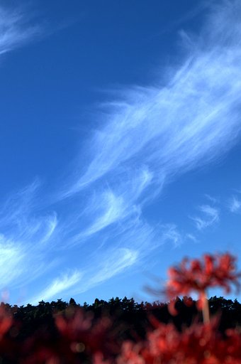 巻雲と彼岸花