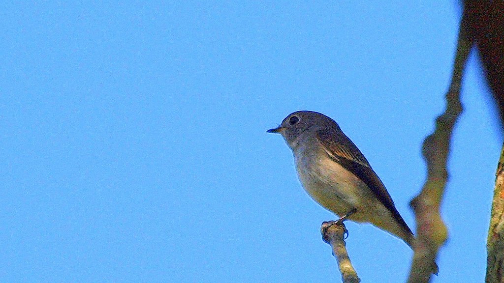 【空】鳥と青空
