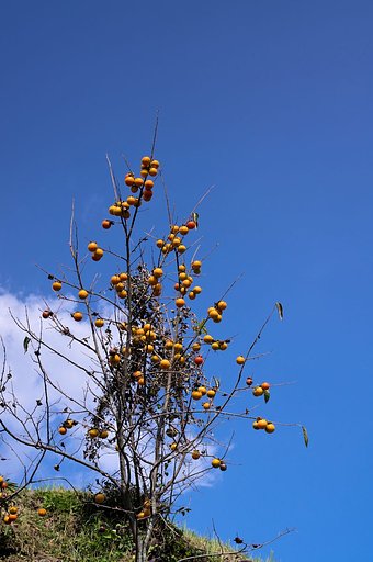 【空】 柿木
