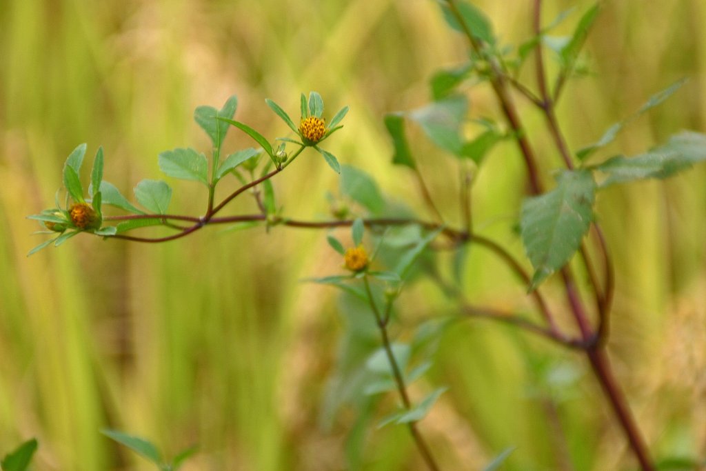判らない野草