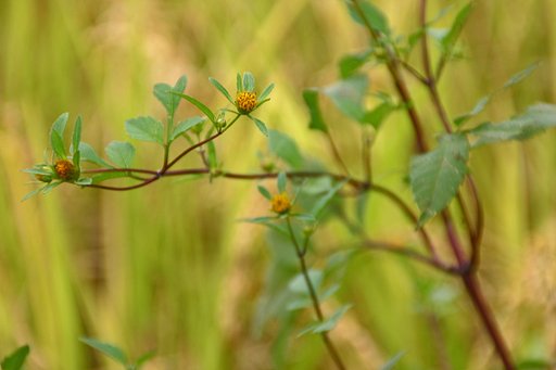 判らない野草