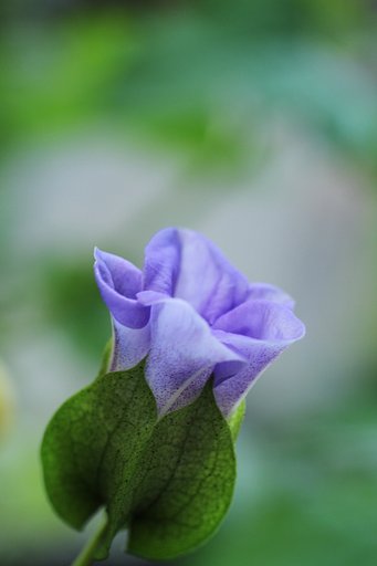【縦撮り】クロホオズキの蕾