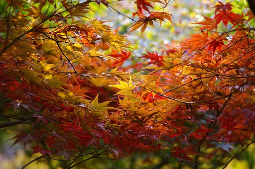 今年の紅葉はイマイチ