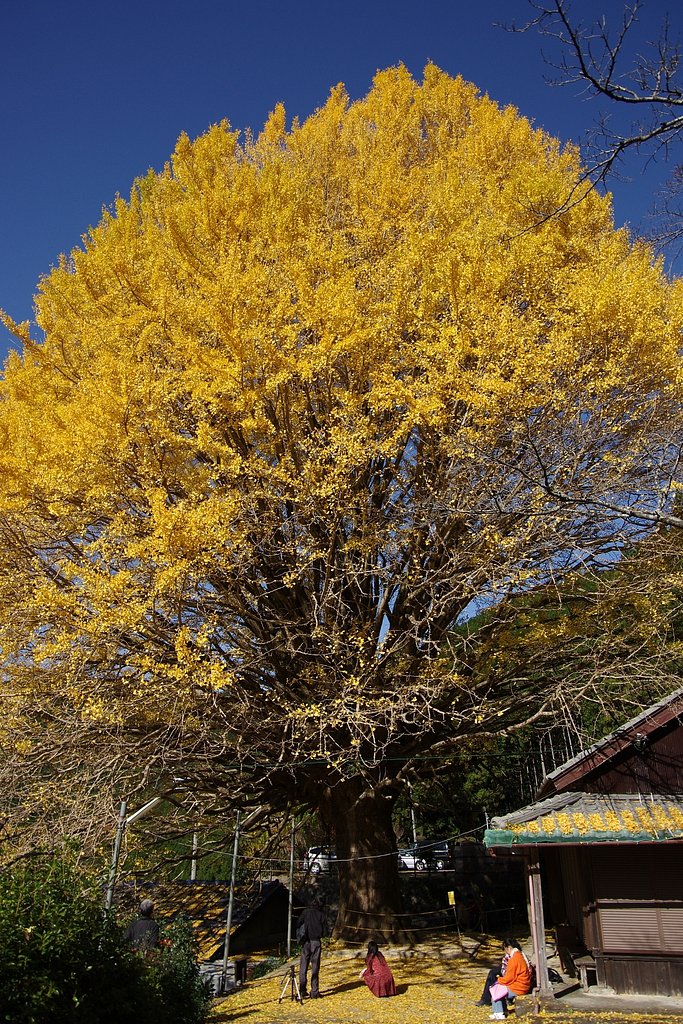 大銀杏