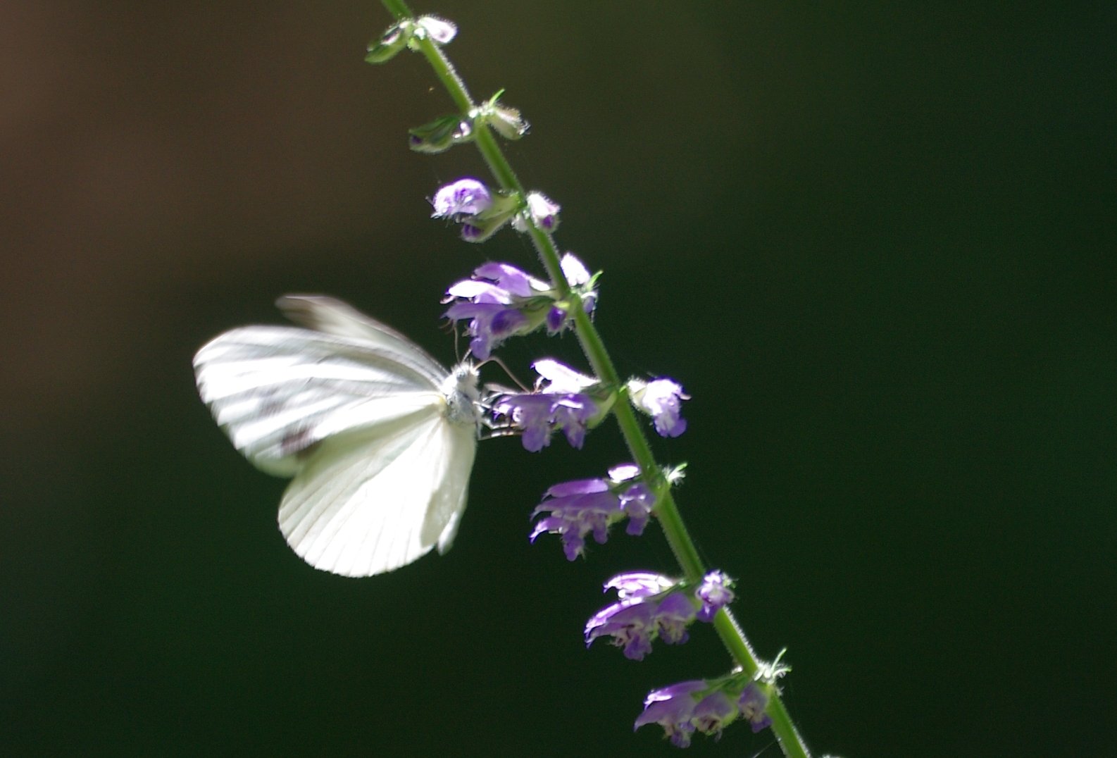 ふわり