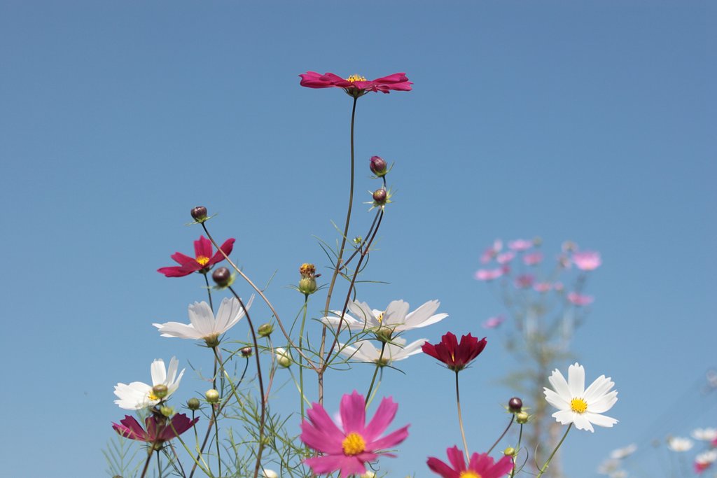 三色乱れ咲き