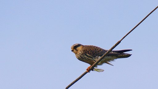 アカアシチョウゲンボウ