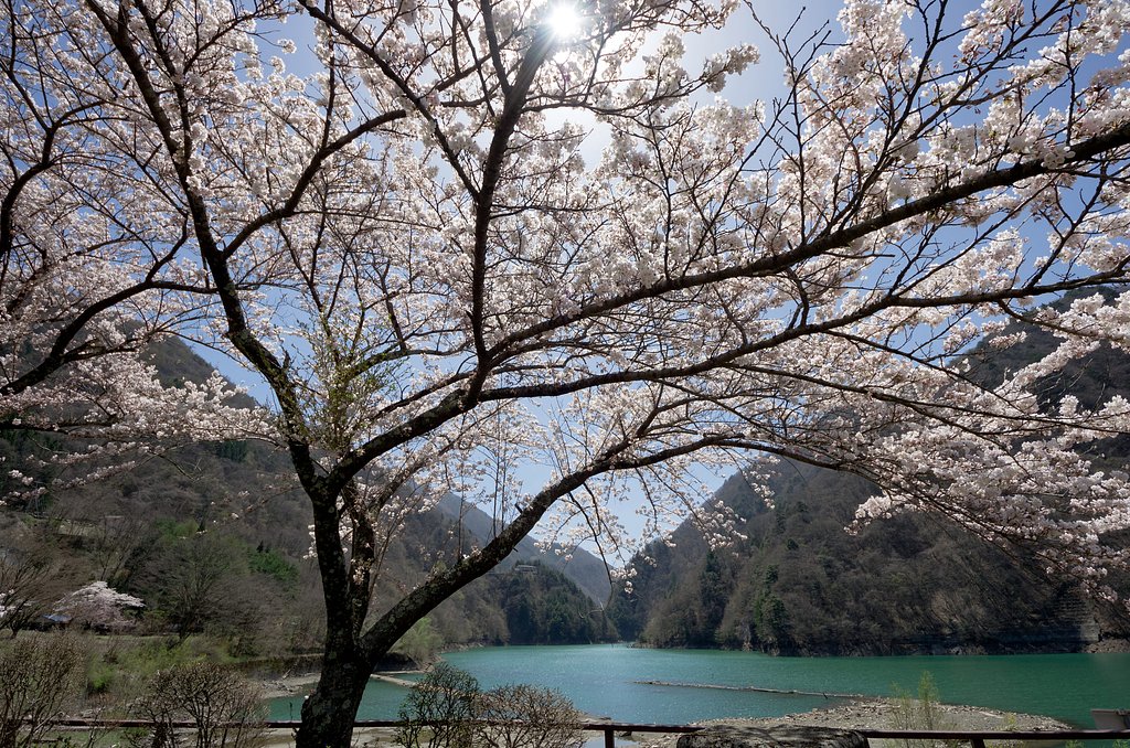水殿ダムの桜