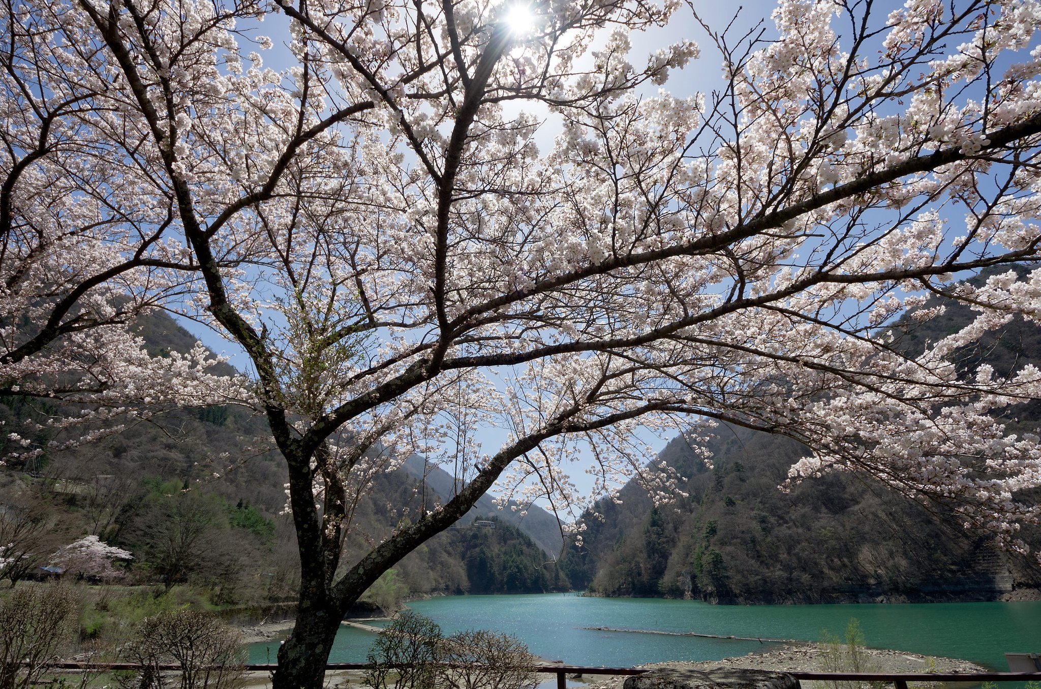 水殿ダムの桜