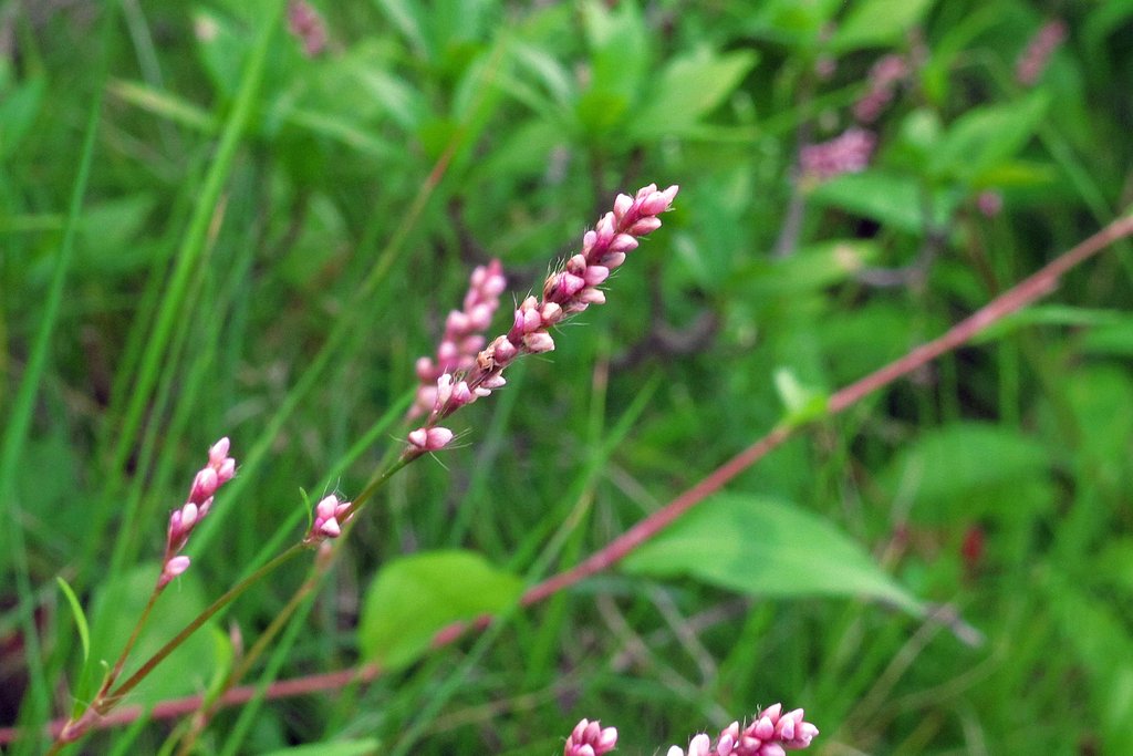 蓼の花