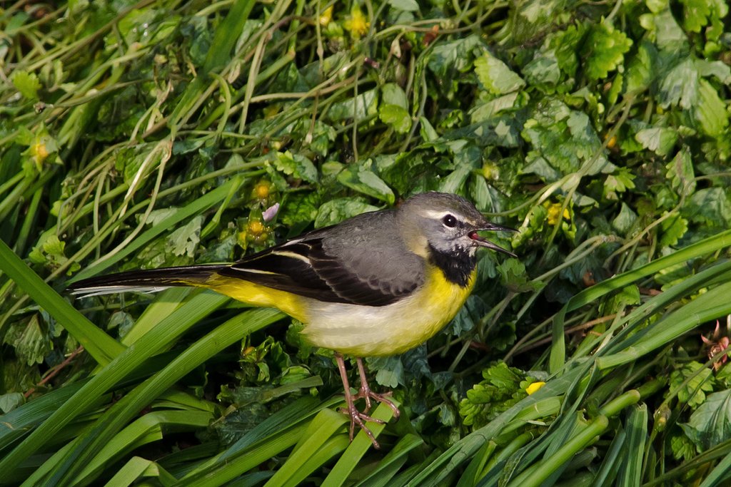 鳴・キセキレイ