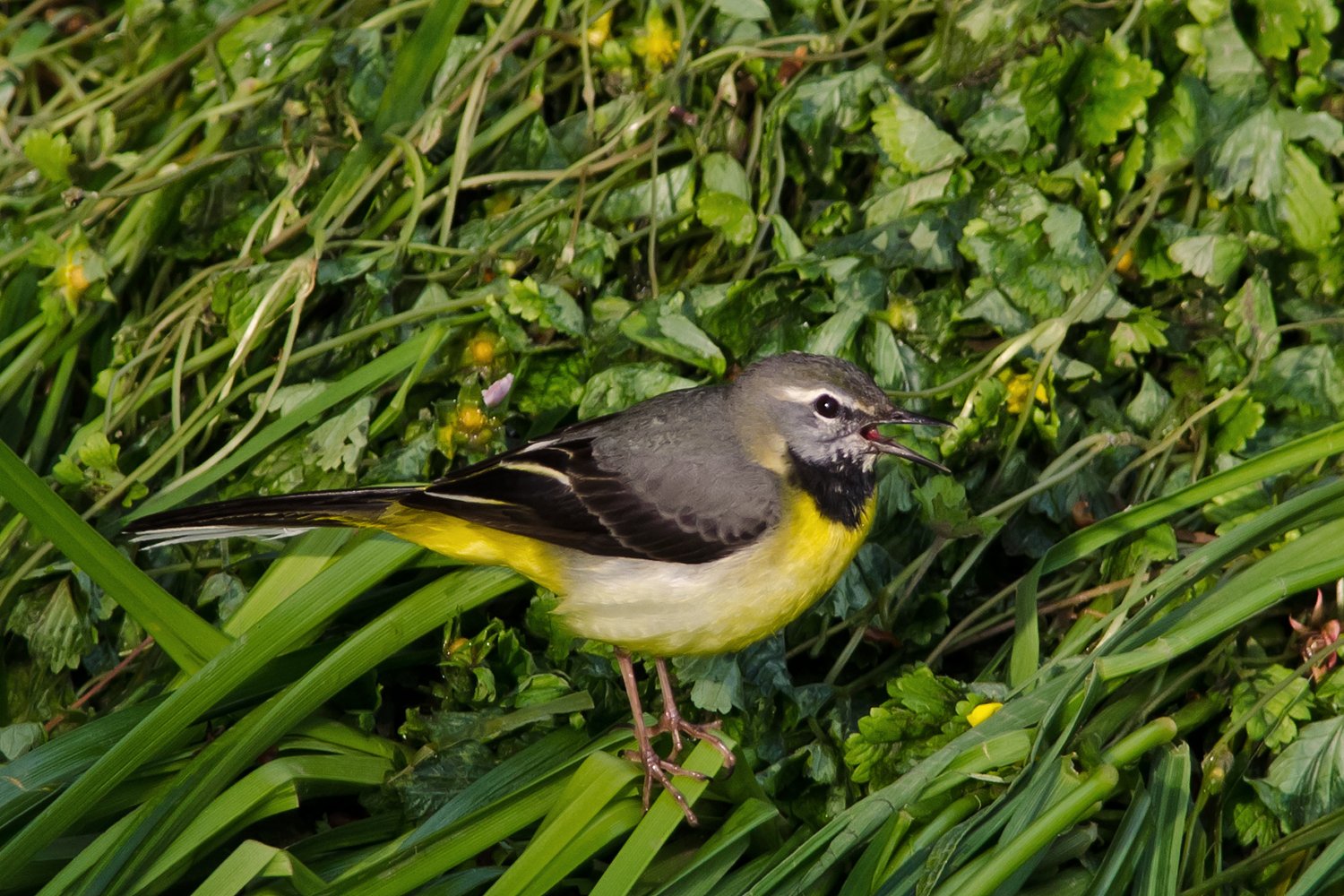 鳴・キセキレイ