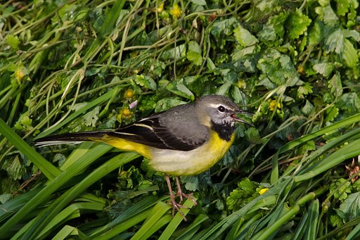 鳴・キセキレイ