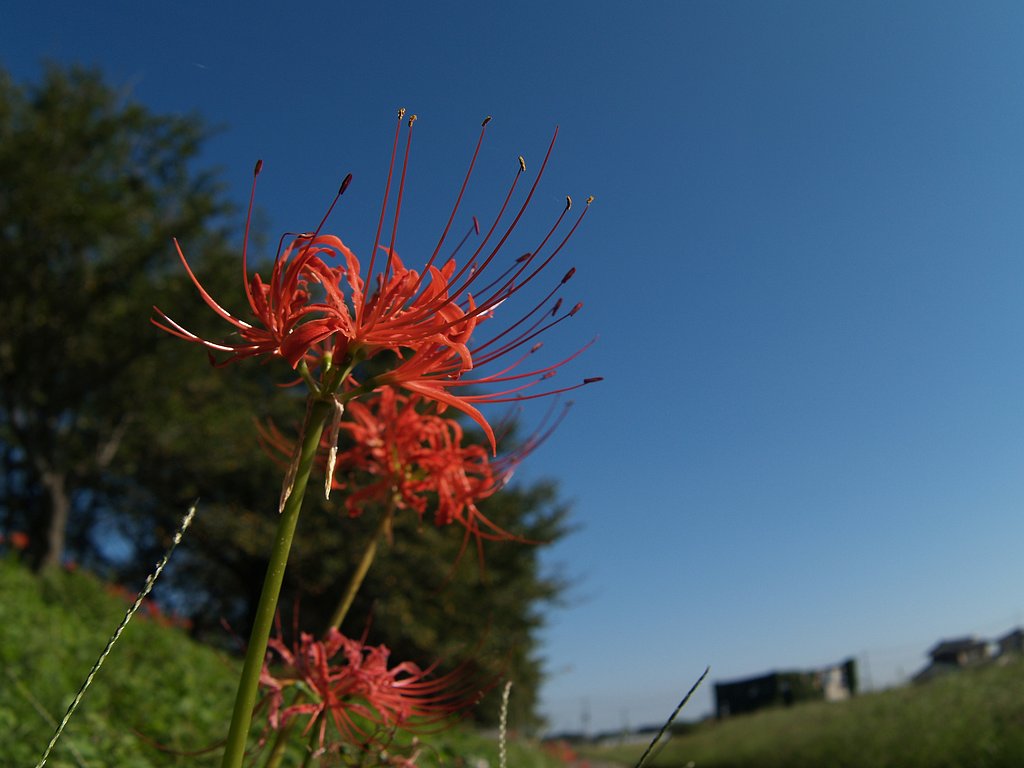 秋日和