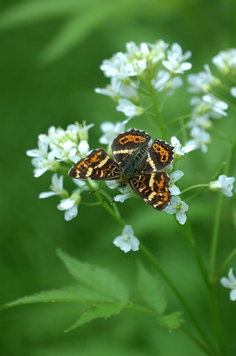 サカハチチョウ春型