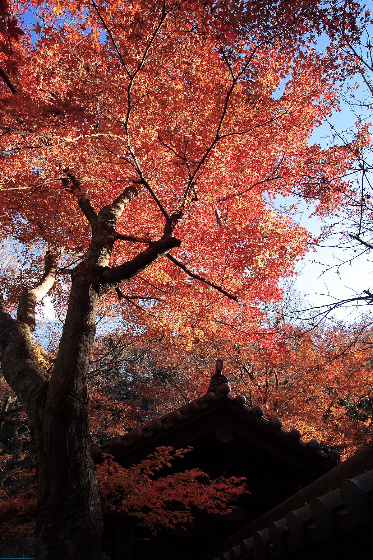 紅葉＠瑞泉寺（12/28現在）