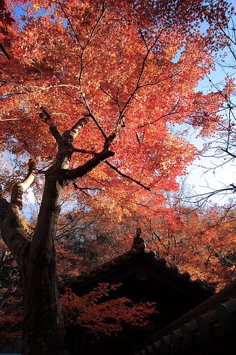 紅葉＠瑞泉寺（12/28現在）