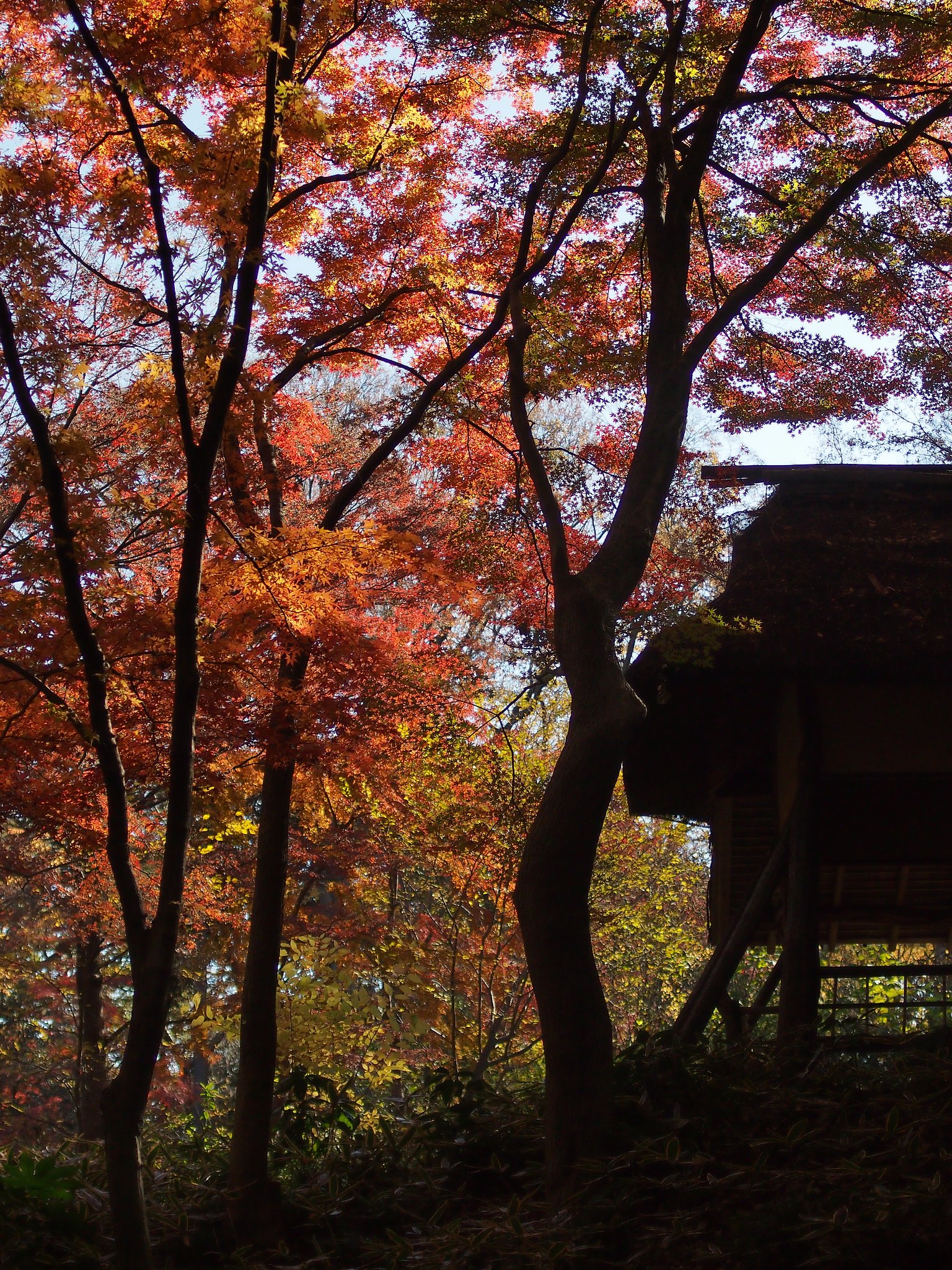 【逆光】今年最後の紅葉