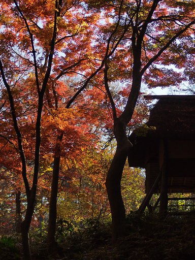 【逆光】今年最後の紅葉
