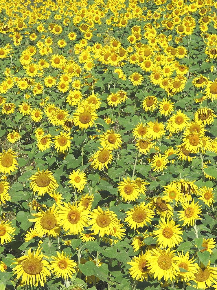 夏の終わりのひまわり畑