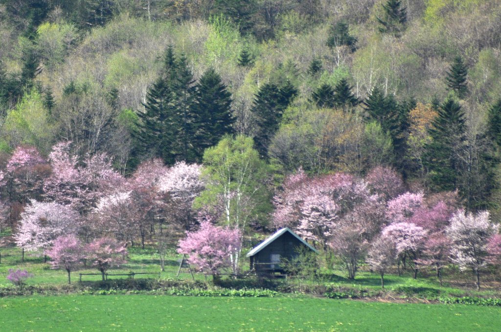 桜満開