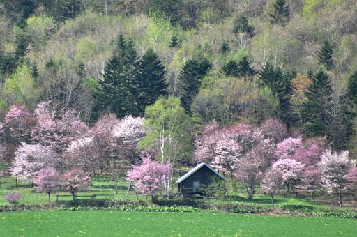 桜満開
