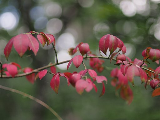 赤い花に負けじと