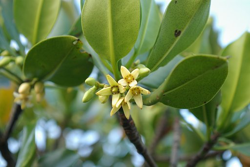 マングローブの花