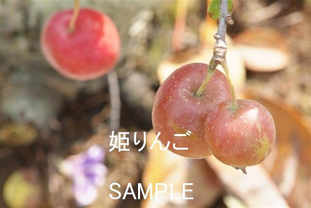 りんごのおいしい季節がやってきました