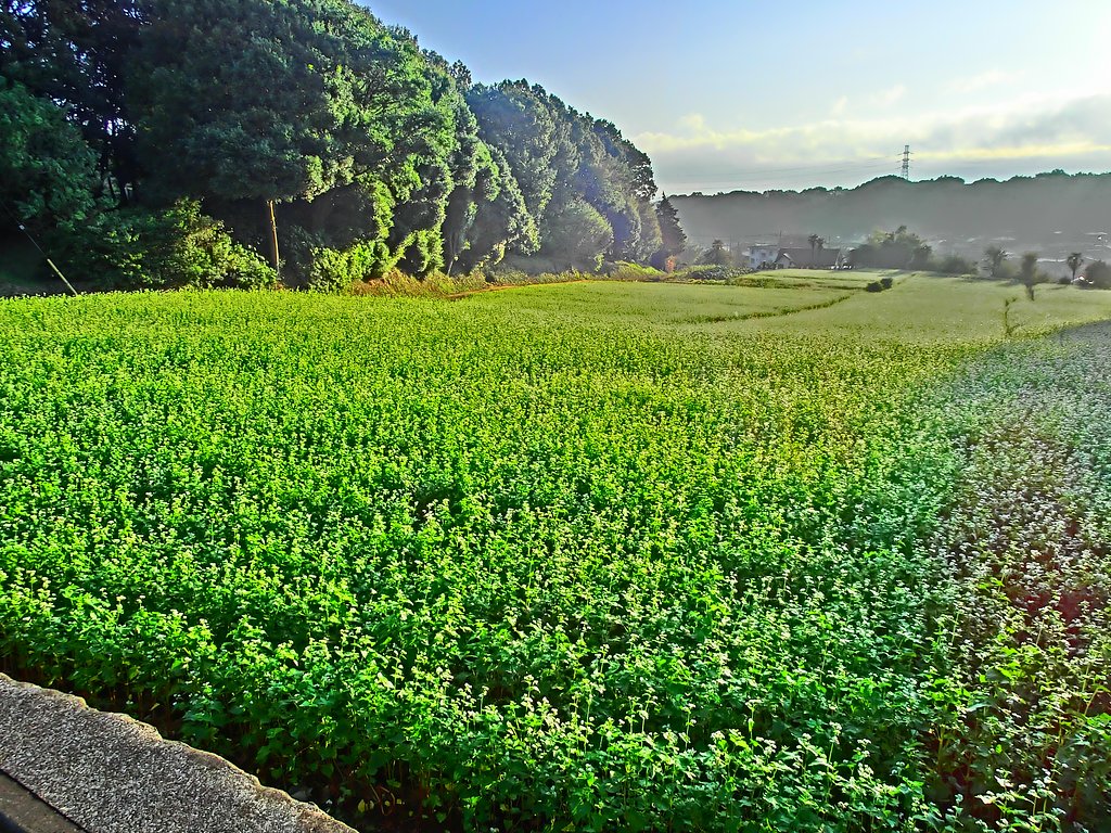 蕎麦畑