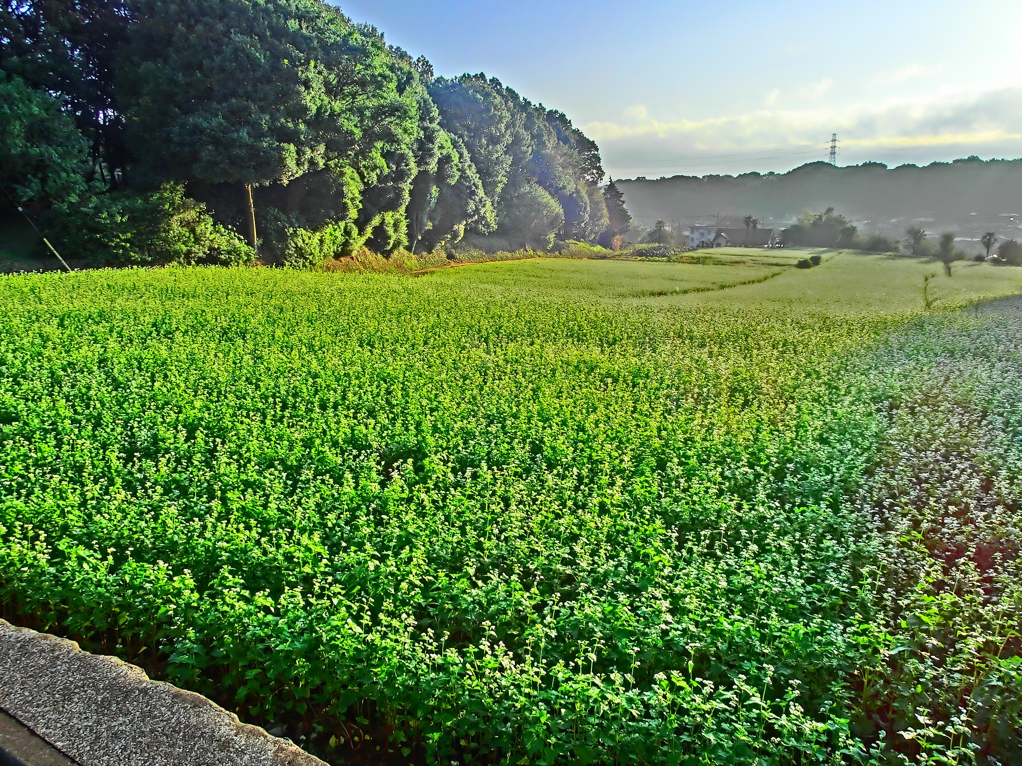 蕎麦畑
