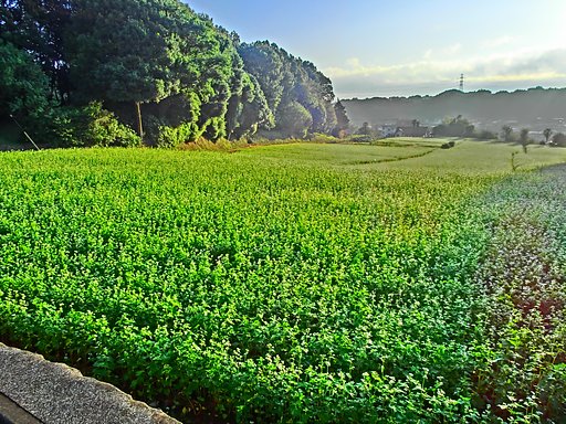 蕎麦畑