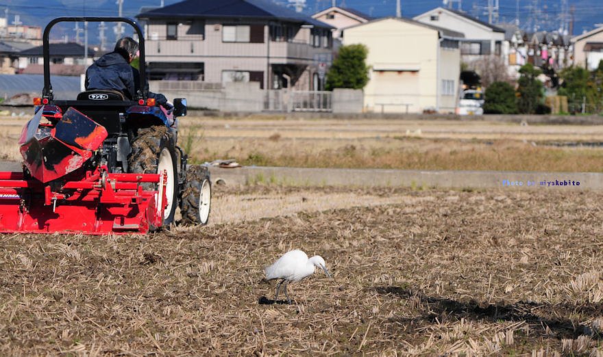 トラクターand鷺