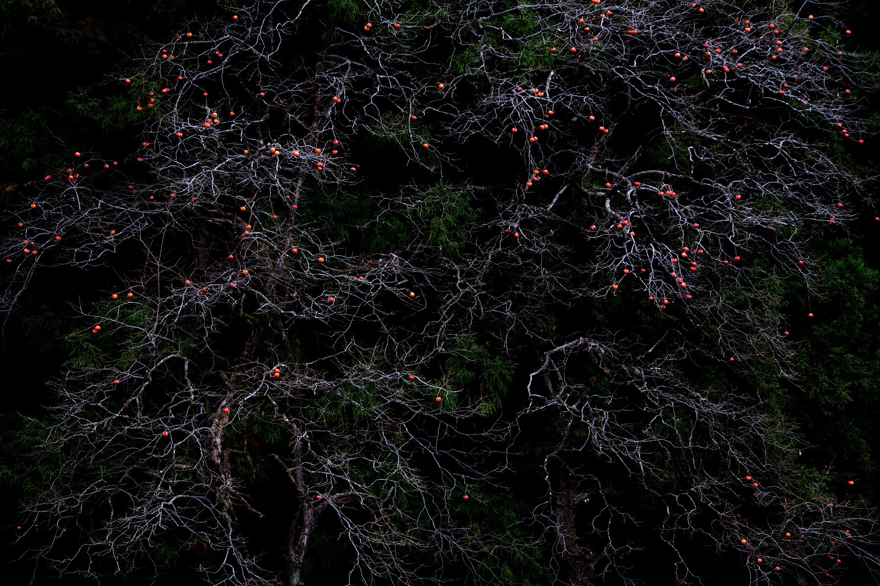 残り柿