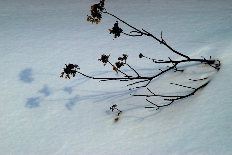 雪面に薄い影