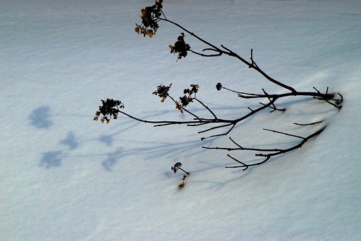 雪面に薄い影