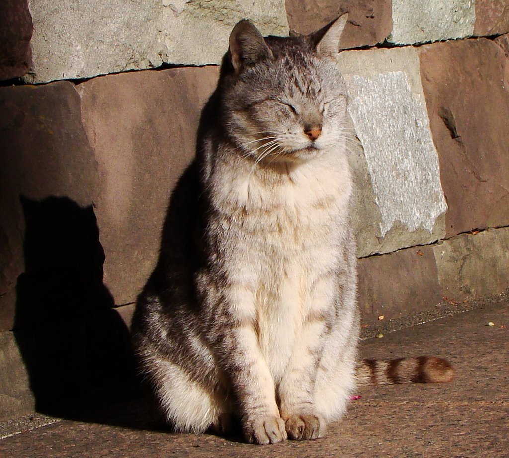 日向ぼっこ