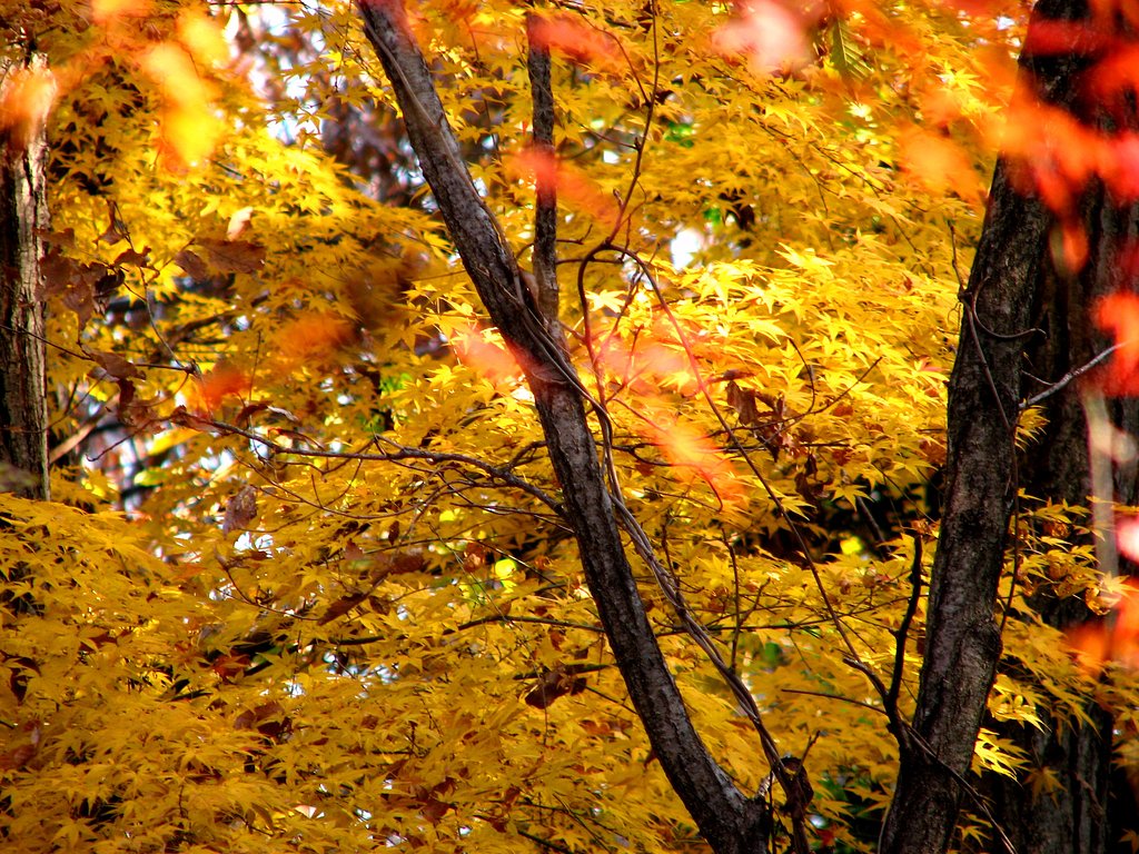 紅葉の名残
