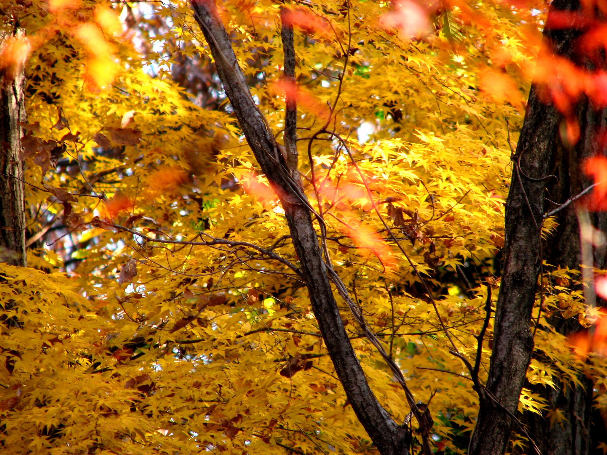 紅葉の名残