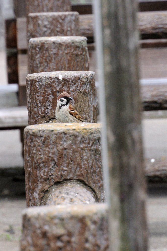 スズメ
