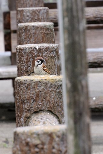 スズメ