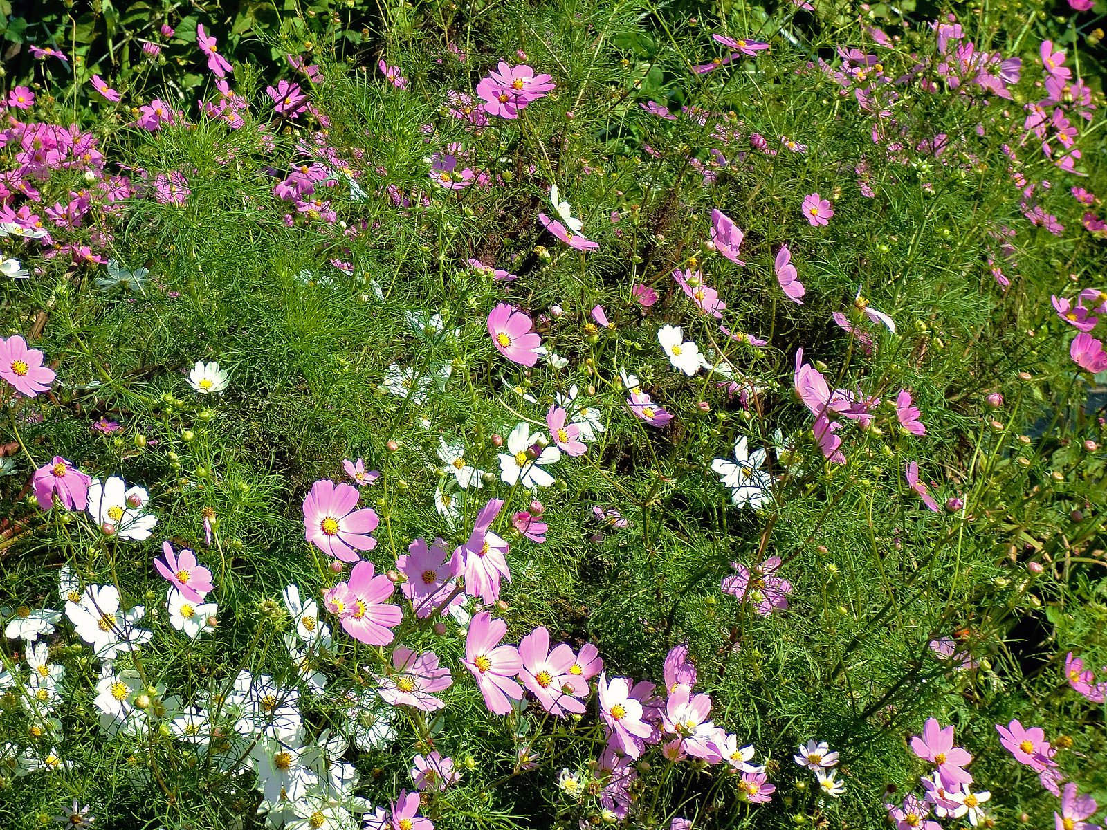 秋桜