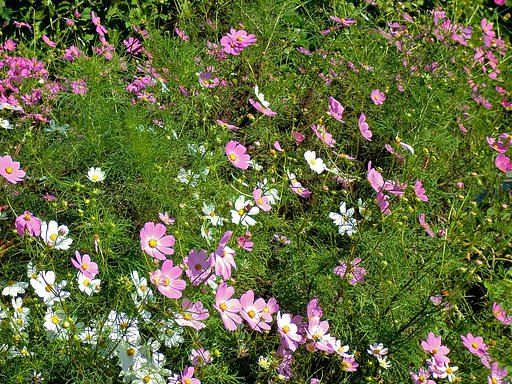 秋桜