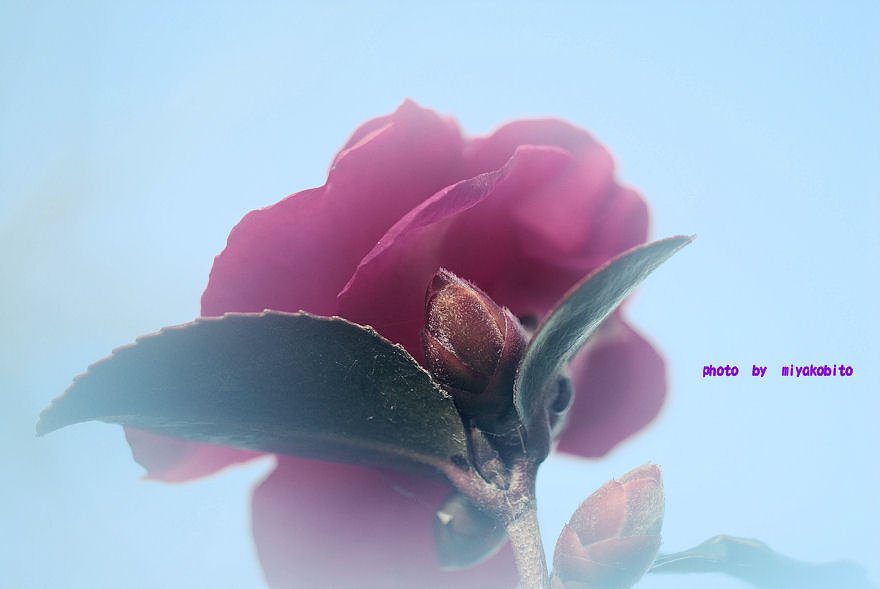 山茶花